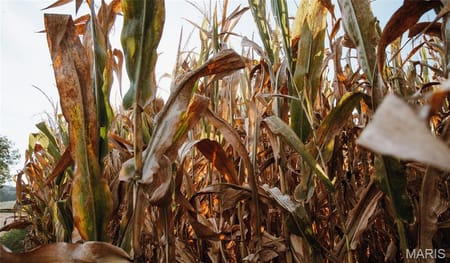 Bland, MO 65014 Osage County
