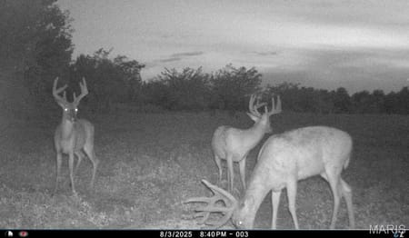 Bellflower, MO 63333 Montgomery County