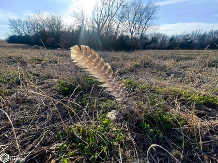 Mount Ayr, IA 50854 Ringgold County