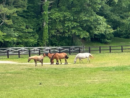 Clayton, GA 30525 Rabun County