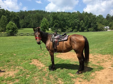 Clayton, GA 30525 Rabun County