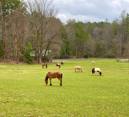 Clayton, GA 30525 Rabun County