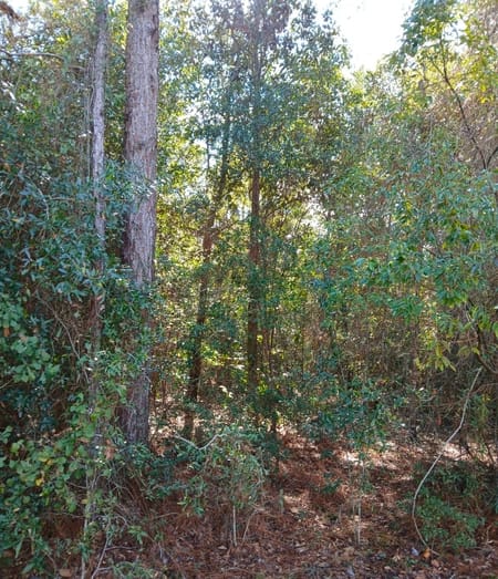 Folkston, GA 31537 Charlton County