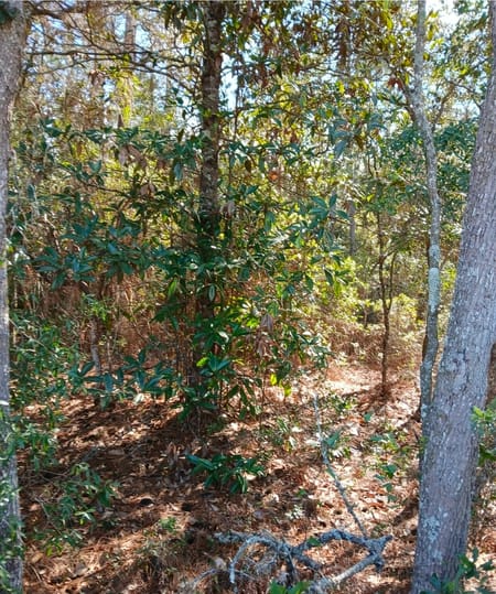 Folkston, GA 31537 Charlton County
