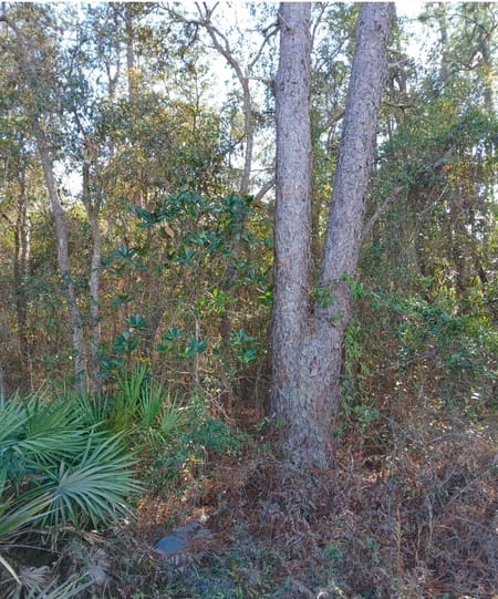 Folkston, GA 31537 Charlton County
