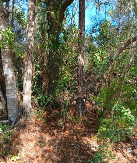 Folkston, GA 31537 Charlton County