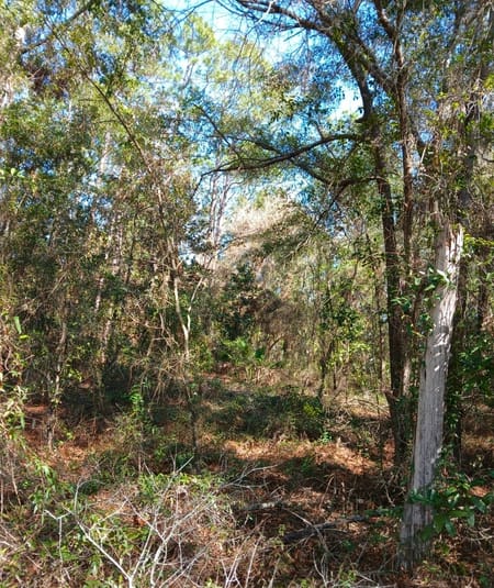 Folkston, GA 31537 Charlton County