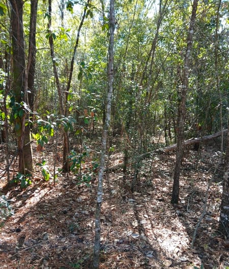 Folkston, GA 31537 Charlton County