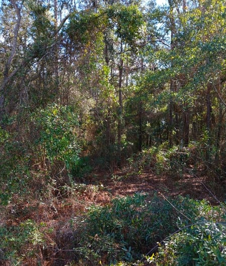Folkston, GA 31537 Charlton County
