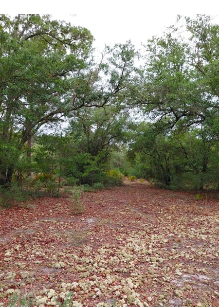 Folkston, GA 31537 Charlton County