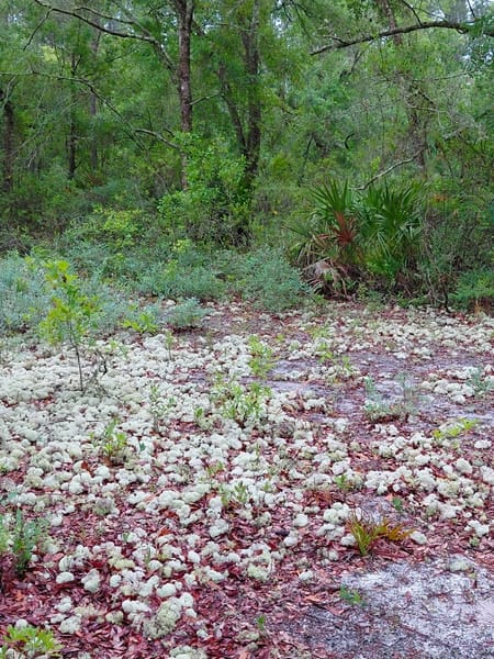 Folkston, GA 31537 Charlton County