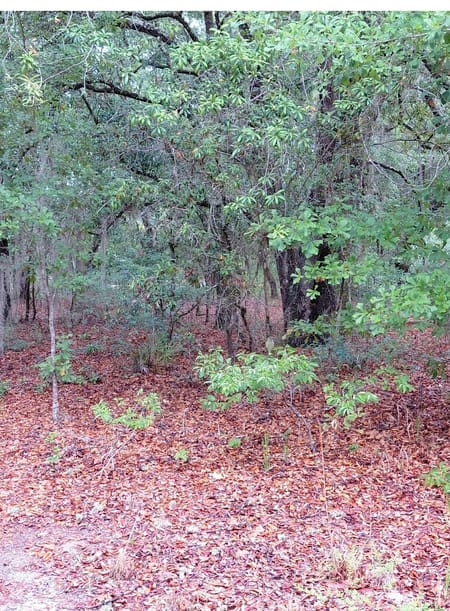 Folkston, GA 31537 Charlton County