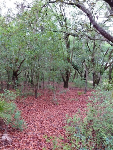 Folkston, GA 31537 Charlton County