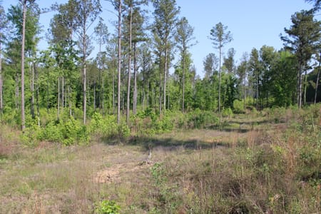 Forsyth, GA 31029 Monroe County