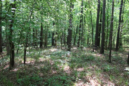Forsyth, GA 31029 Monroe County