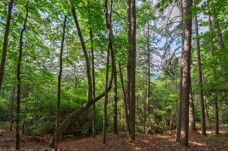 Sautee Nacoochee, GA 30571 White County