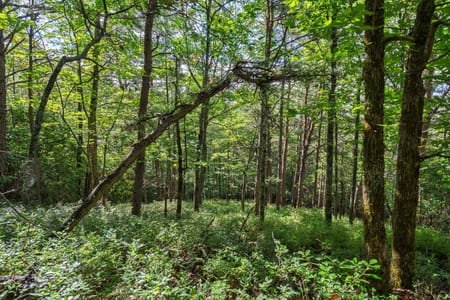 Sautee Nacoochee, GA 30571 White County