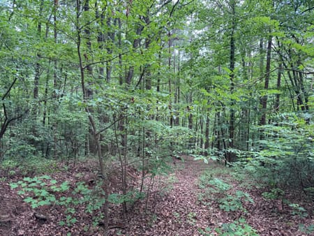 Ellijay, GA 30536 Gilmer County