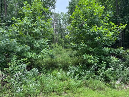 Ellijay, GA 30536 Gilmer County
