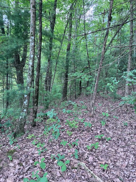 Ellijay, GA 30540 Gilmer County