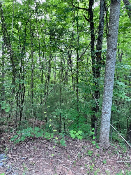 Ellijay, GA 30540 Gilmer County