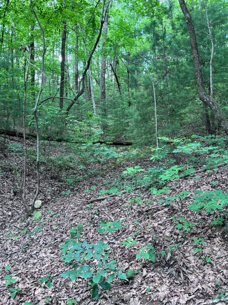 Ellijay, GA 30540 Gilmer County