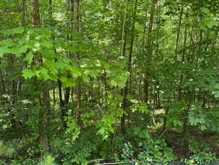 Ellijay, GA 30536 Gilmer County