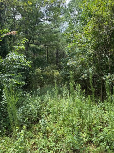 Ellijay, GA 30536 Gilmer County