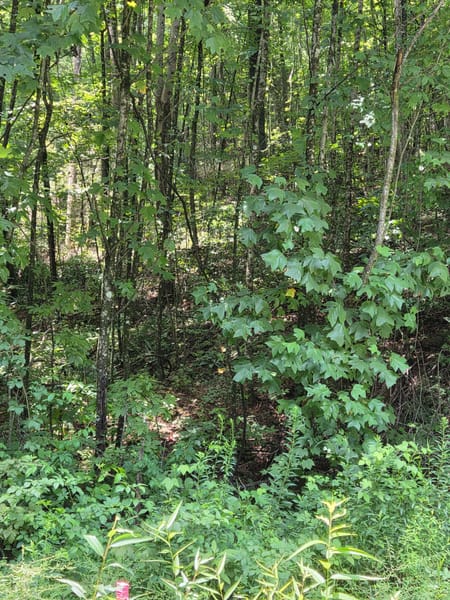 Ellijay, GA 30540 Gilmer County