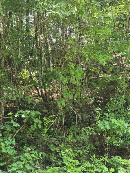 Ellijay, GA 30540 Gilmer County