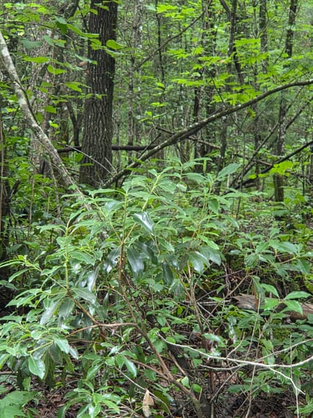 Ellijay, GA 30540 Gilmer County