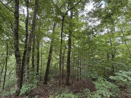 Hiawassee, GA 30546 Towns County