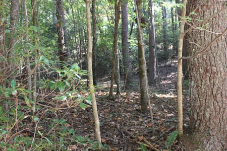 Cherry Log, GA 30522 Gilmer County