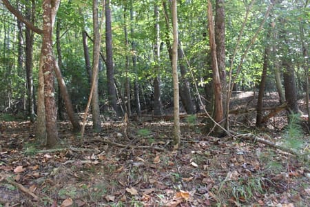 Cherry Log, GA 30522 Gilmer County