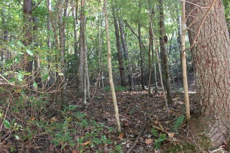 Cherry Log, GA 30522 Gilmer County