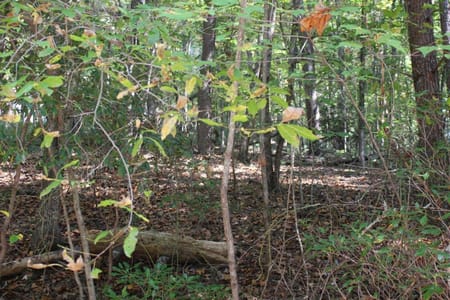 Cherry Log, GA 30522 Gilmer County