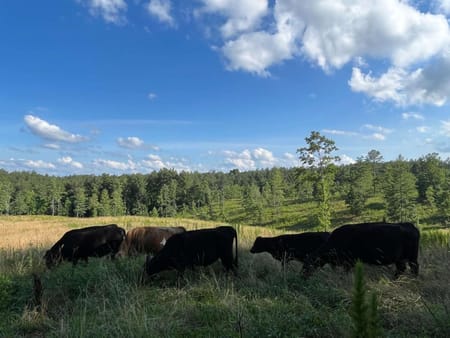 Dahlonega, GA 30533 Lumpkin County