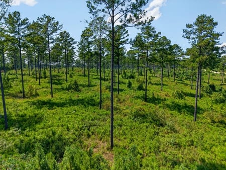 Buena Vista, GA 31803 Marion County
