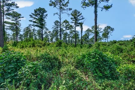 Buena Vista, GA 31803 Marion County