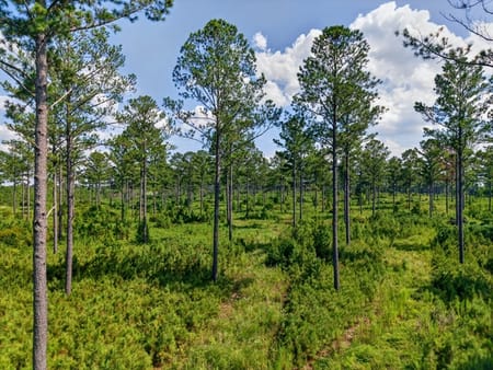 Buena Vista, GA 31803 Marion County