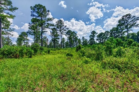 Buena Vista, GA 31803 Marion County