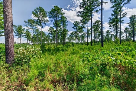 Buena Vista, GA 31803 Marion County