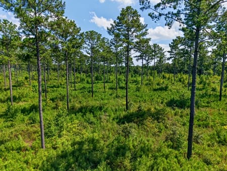 Buena Vista, GA 31803 Marion County