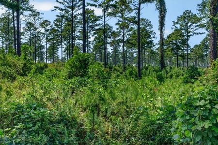 Buena Vista, GA 31803 Marion County