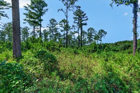 Buena Vista, GA 31803 Marion County