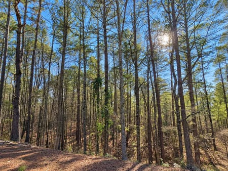 Norwood, GA 30821 Warren County