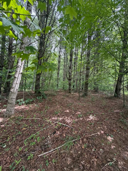 Suches, GA 30572 Union County