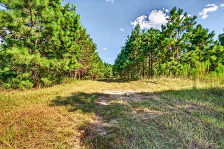Mauk, GA 31058 Taylor County