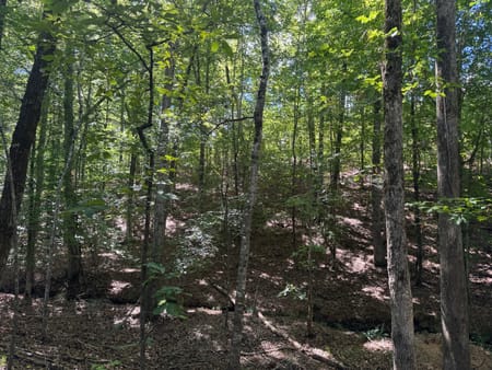 Hamilton, GA 31811 Harris County