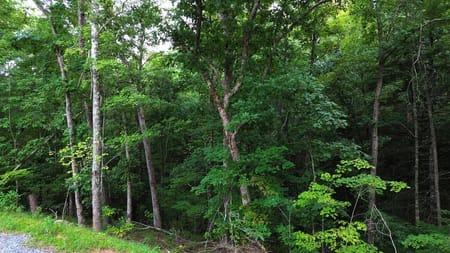 Mineral Bluff, GA 30559 Fannin County